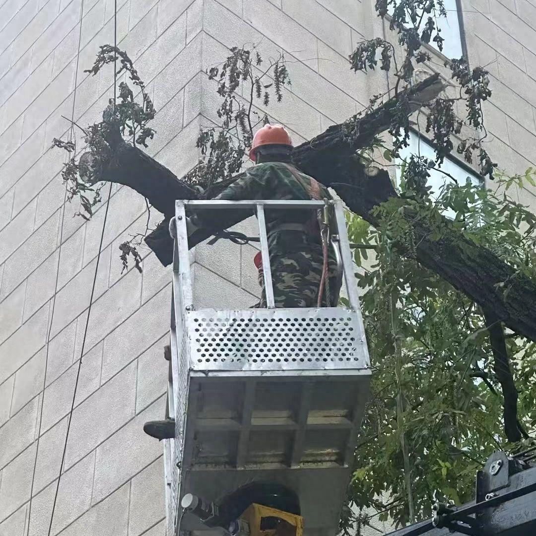 _绿化防台风_绿化台风暴雨天气应急处理