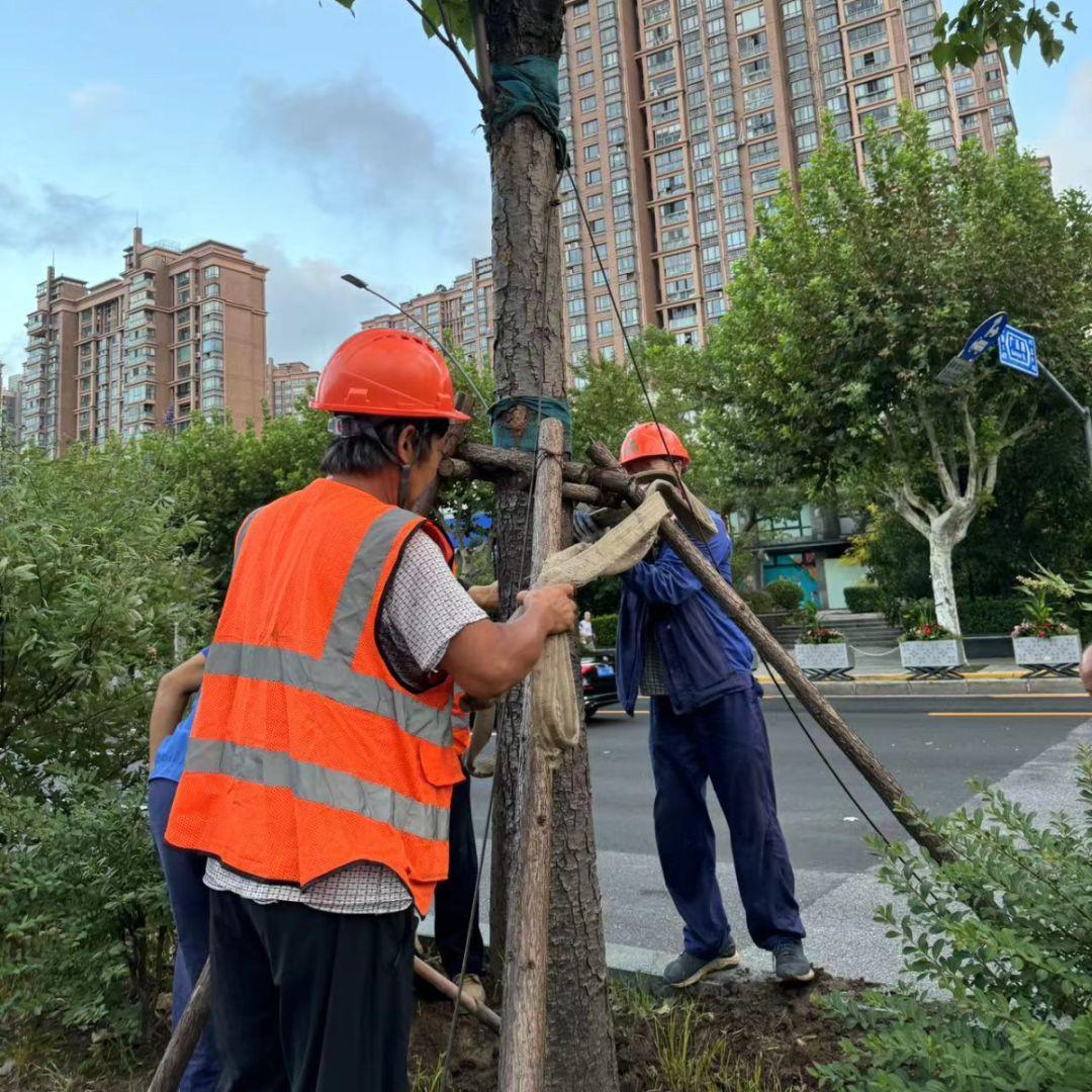 绿化台风暴雨天气应急处理_绿化防台风_